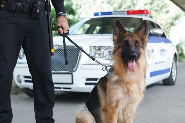 低血糖アラート犬をご存じですか Sanoh